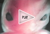 Play