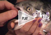 Play